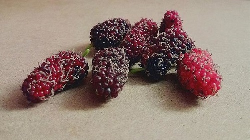best Amazing Types of berries in India
