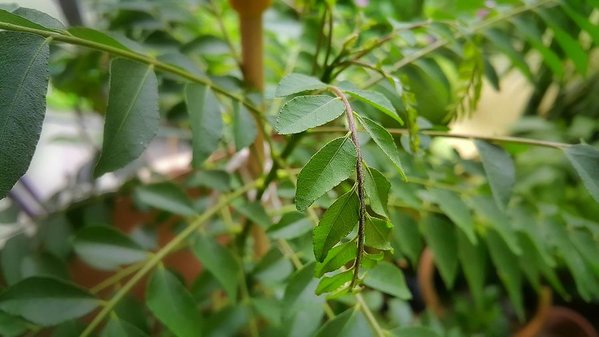 8 Most Oxygen Producing Tree in India: curry tree