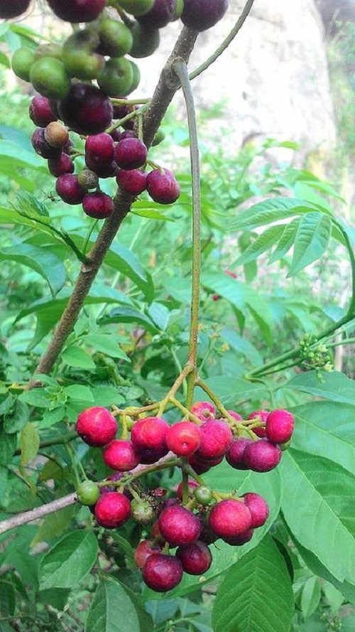top Types of berries in India