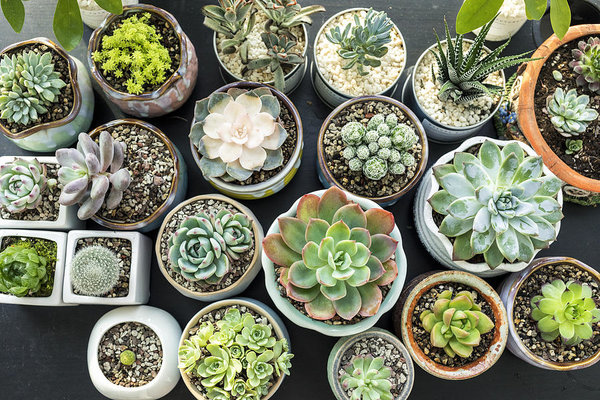 How to Grow Succulents in India