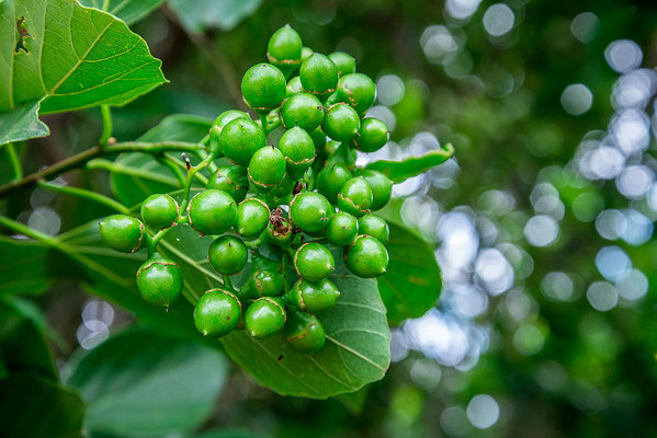types of berries in India: lasoda