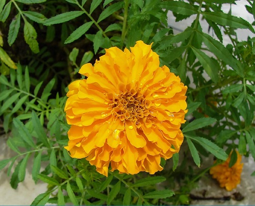  Summer Flowering Plants in India