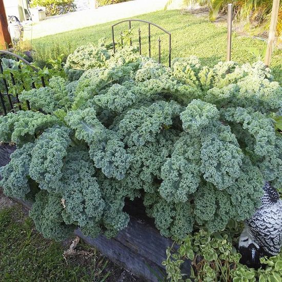 How To Grow Kale in India