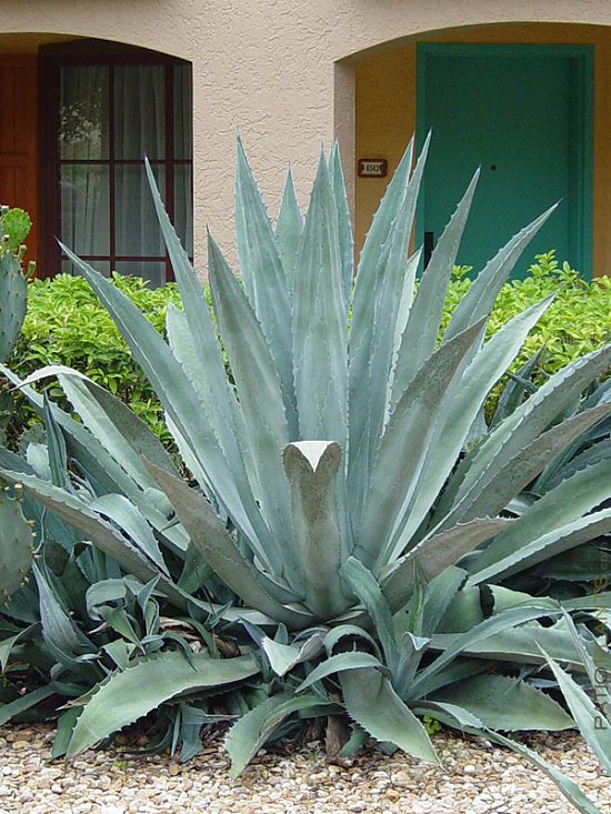 Agave Cultivation in India 