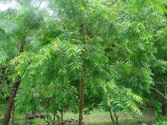 Deciduous Trees in India 