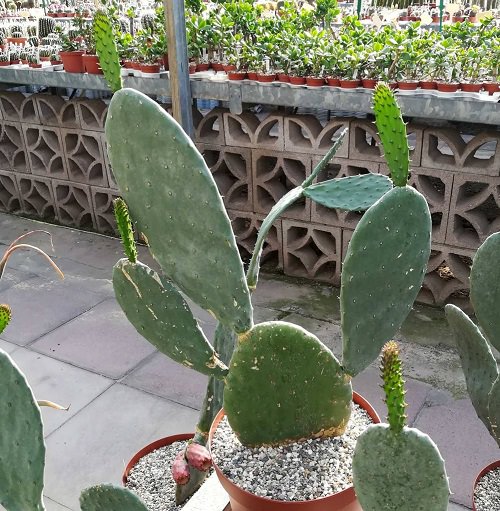 Types of Cactus Found in India