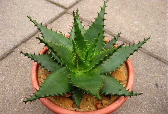 Aloe Vera Types in India