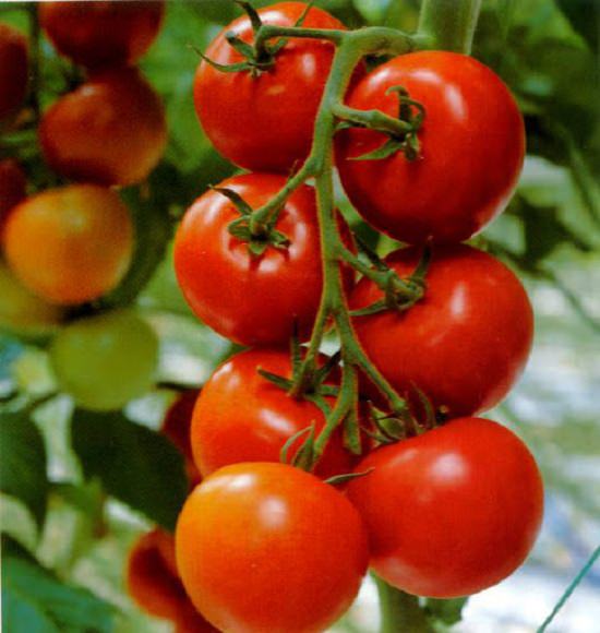 Hybrid Verities of Tomato in India