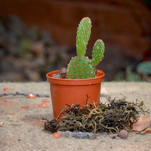 Types of Cactus Found in India 2