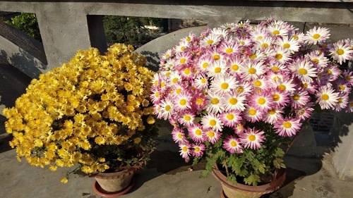 Shevanti Flower Season in India 2