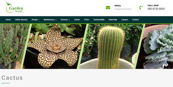 Buy Cactus Online India 3