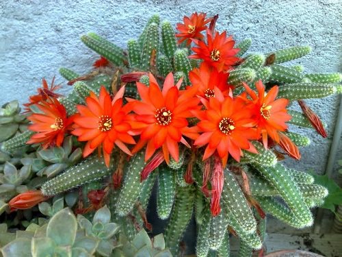 Types of Cactus Found in India 3