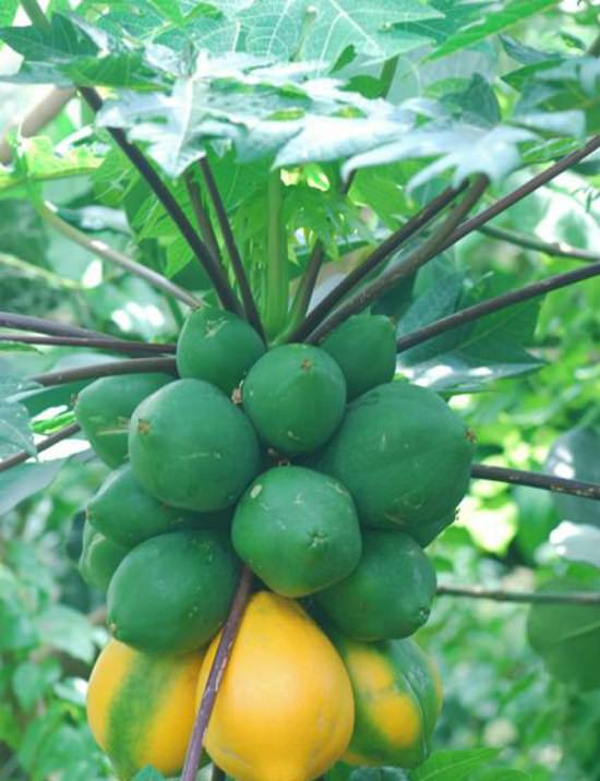 Varieties of Papaya in India 3