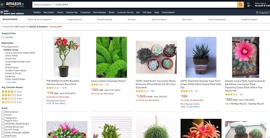 Buy Cactus Online India 5