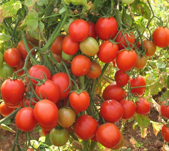 Hybrid Verities of Tomato in India 4