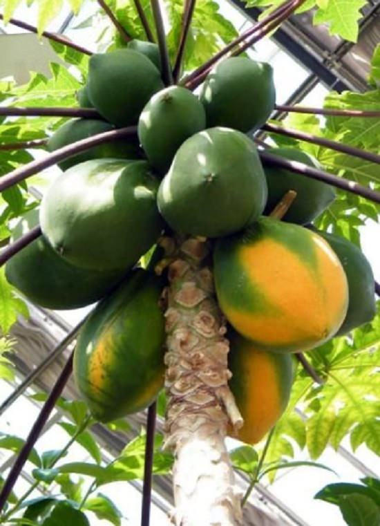 Varieties of Papaya in India 5