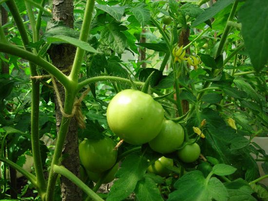  Summer Tomato Varieties in India 3