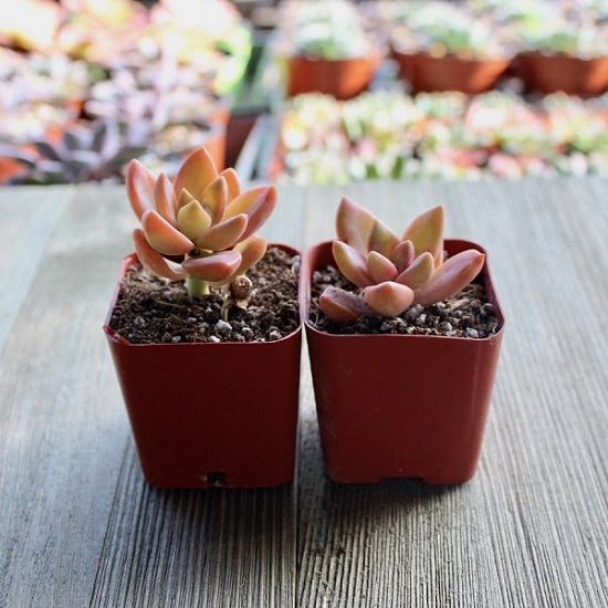 How to Make Succulents Colorful 2