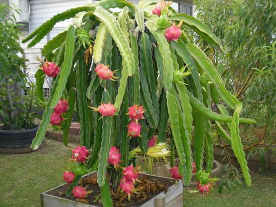 Dragonfruit Cultivation in India 2