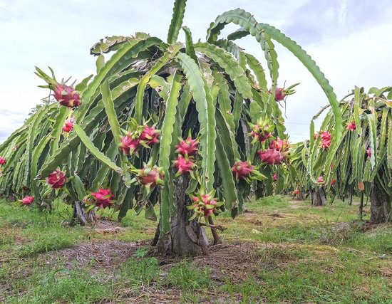 Dragonfruit Cultivation in India