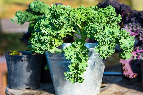 How To Grow Kale in India 2