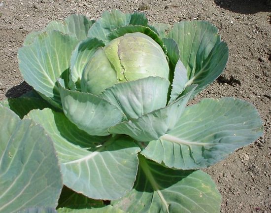 Cabbage Varieties in India 3