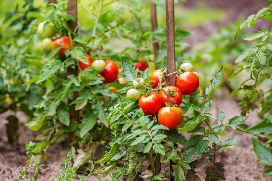  Summer Tomato Varieties in India 2
