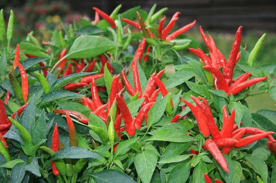Hybrid Chili Varieties in India 5