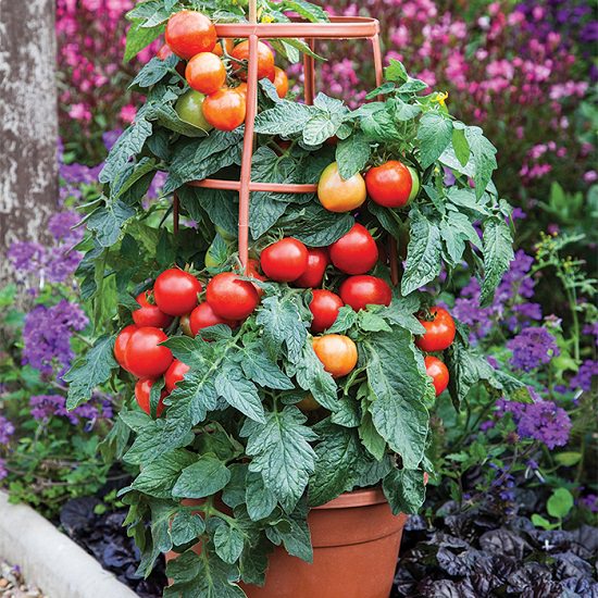  Summer Tomato Varieties in India
