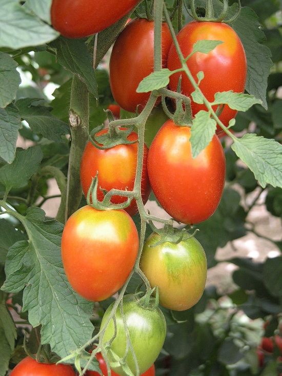  Summer Tomato Varieties in India 4