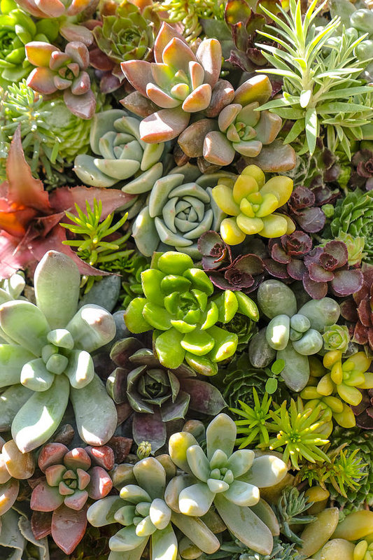 Where to buy Succulents in Delhi 2