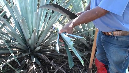 Agave Cultivation in India 2