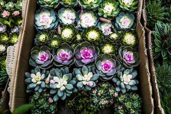 Where to buy Succulents in Delhi
