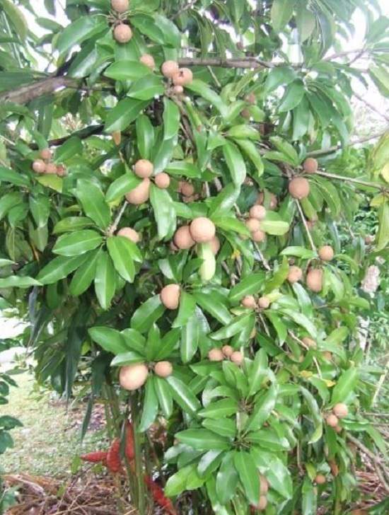 Fruit Trees for Home Garden India 6