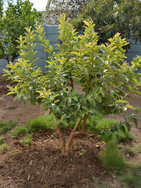 Fruit Trees for Home Garden India 