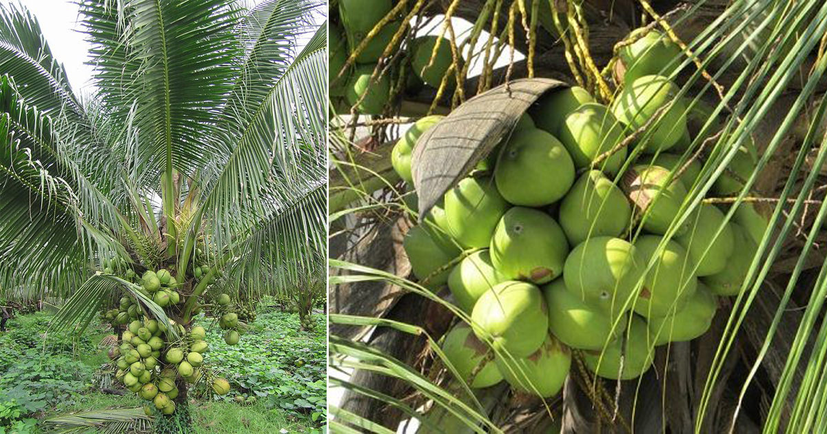 20 Coconut Varieties in India | Types of Coconut Trees • India Gardening