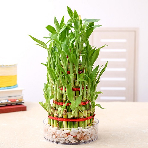 Costa Farms Mini Lucky Bamboo Indoor Plant in 2.5 in. White Ceramic Pot,  Avg. Shipping Height 7 in. Tall CO.LBHRT.3.VDAY - The Home Depot