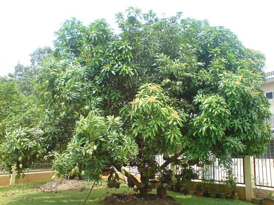 Fruit Trees for Home Garden India 2