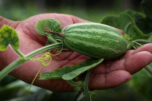 Growing Pointed Gourd 2