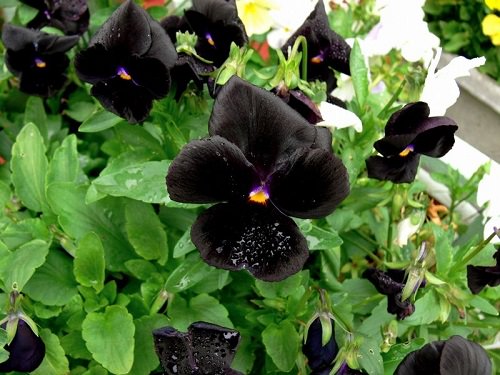 Black Flowers in India 3