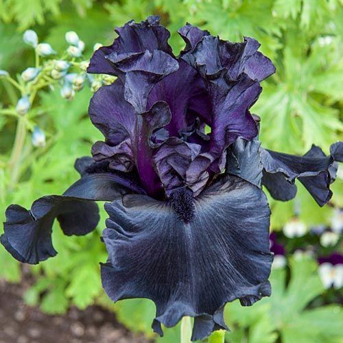 Black Flowers in India 4