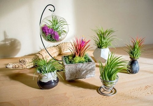How to Identify and Care for Air Plant Varieties