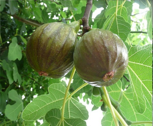 Fig Tree Varieties in India 5