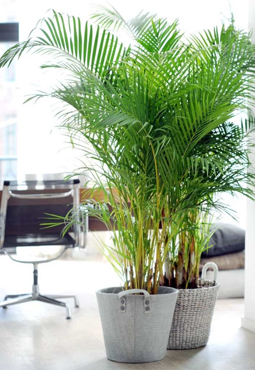 Best Indoor Palm Plants 2