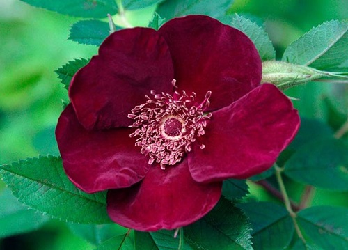 Dark Purple Rose Varieties 6