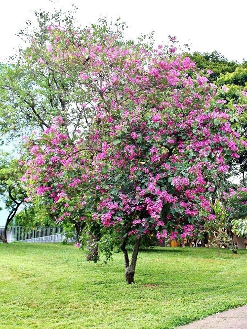 Trees with Pink Flowers 3