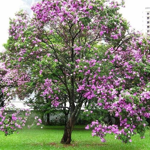 Best Flowering Trees in India 4