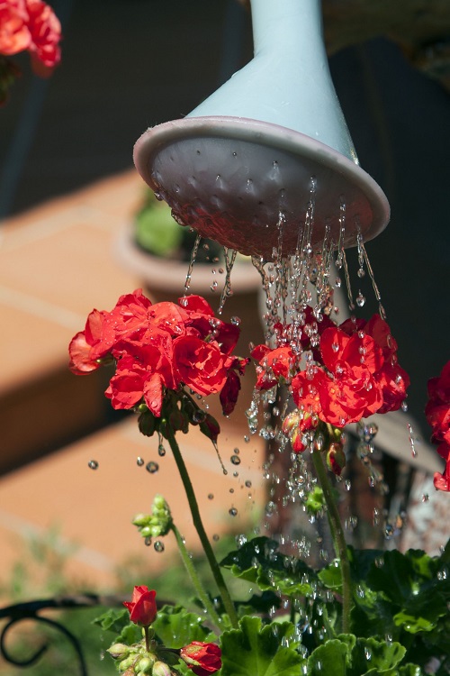 Top Tips for Flower Gardening 3