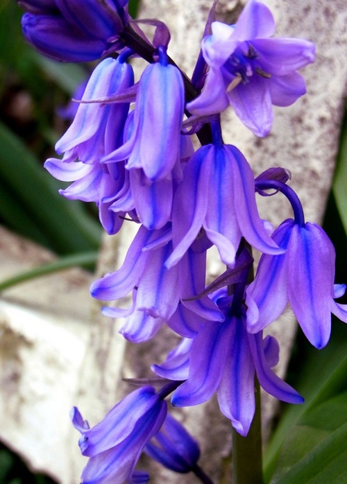Blue Flowering Plants 7