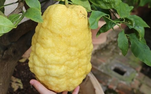 How to Grow Bijora Fruit in India 
